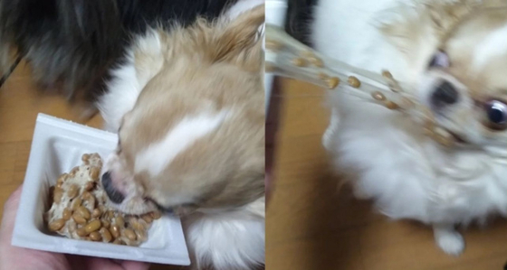 「こいつ…やべぇぞ」納豆のパックに食らいつくチワワの豹変ぶりに12万いいね　顔も床も“大惨事”