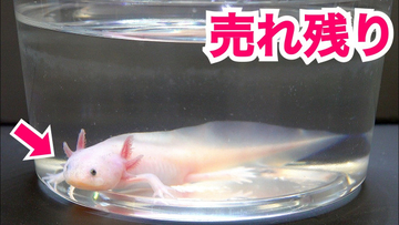 飼育1年で巨大化したウーパールーパー、さらによく見ると…興味深い事実に「うっわ！」「良いですねぇ～」「夢広がる！」