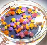 「金平糖かと思ったら？ 実は食べられる“海の生き物”…「奇跡の可愛さ」「作り物かと思ったら動いてる」」の画像1