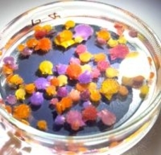 金平糖かと思ったら？ 実は食べられる“海の生き物”…「奇跡の可愛さ」「作り物かと思ったら動いてる」