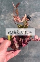植えてはいけない植物を“地植え”した結果…想定以上の“暴れん坊ぶり”に「こんなに!?」「お仲間いて心強いｗ」