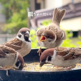 「「ママどこ～」餌をおねだりするスズメのひなに141万回再生「生命力旺盛だね」「代わりに食べさせてあげたいわ」」の画像1