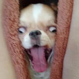 「アカデミー賞確定？　まるでホラー映画シャイニングなチワワの表情に「主演男優賞！」「本家より凶悪で笑った」」の画像1