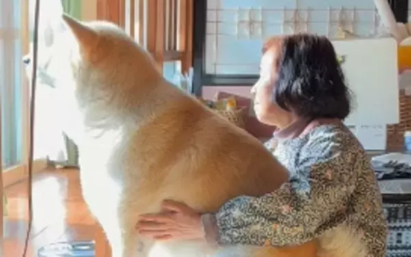 愛が重い…甘えん坊な秋田犬の姿に「これが抱っこの限界」「ほぼ同じ大きさ笑」
