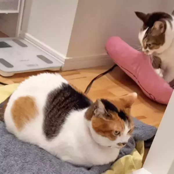 入浴していたら…次々と大集合する猫たち　クッションまで持参する姿に「自分で座布団もってきて尊すぎる…」「あつまれどうぶつの森」