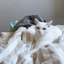 11年前コンビニ裏で保護された猫が…まさかの“大女優”に？「自分を北川景子だと思っている」「水を飲むだけで、この気品！」