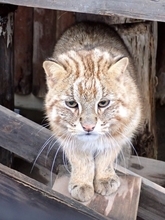 井の頭自然文化園、アムールヤマネコ相次いで死ぬ　9頭のうち6頭が体調不良　17、18日に各1頭が死亡