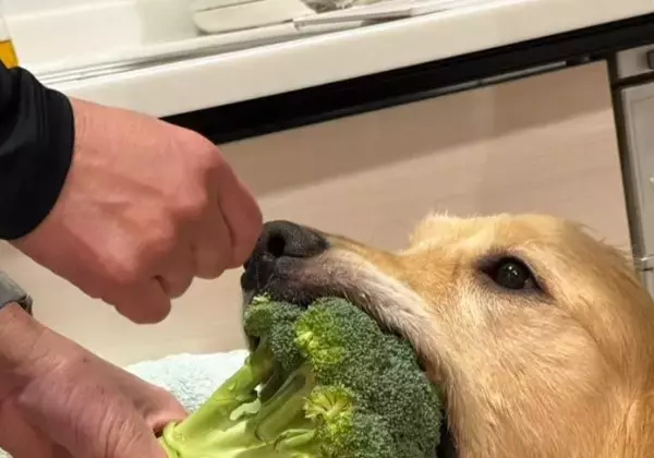 「食いしん坊過ぎる…」大口を開けて“とんでもない物を盗んでいった”愛犬の姿に26万いいね「オモロ可愛い」