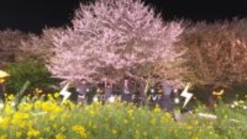 STARGLOW、「USOTSUKI」ライブ映像を期間限定公開　桜並木を舞台にエモーショナルなパフォーマンス