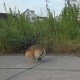 「何がどうなってるの！？ボール遊び中のコーギーが完全な「球体」化」の画像1