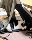 「黒ズボンをベッドに猫すやすや　息子の服が猫毛まみれに」の画像1