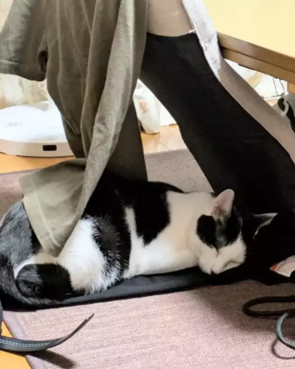 黒ズボンをベッドに猫すやすや　息子の服が猫毛まみれに