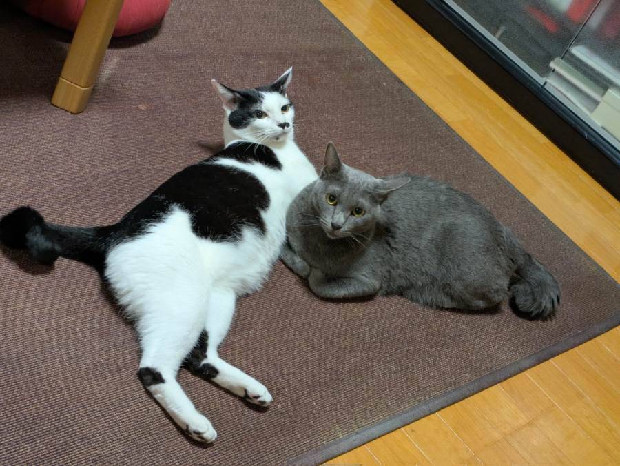 黒ズボンをベッドに猫すやすや　息子の服が猫毛まみれに