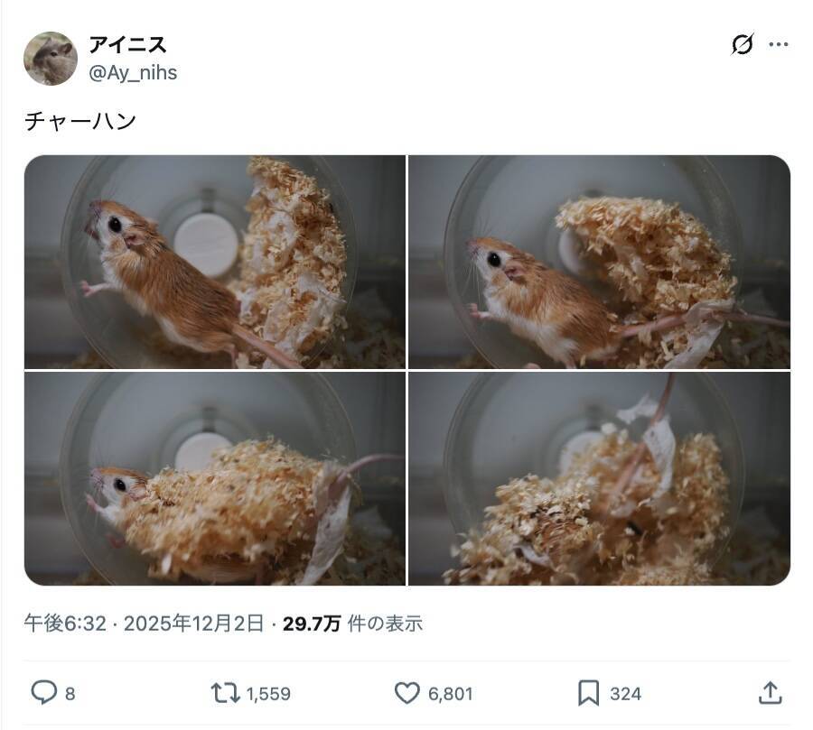 チャーハン炒めてる？床材満載の回し車で全力疾走するネズミくんが話題