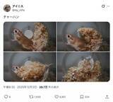 「チャーハン炒めてる？床材満載の回し車で全力疾走するネズミくんが話題」の画像2