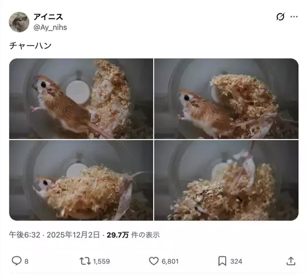 「チャーハン炒めてる？床材満載の回し車で全力疾走するネズミくんが話題」の画像