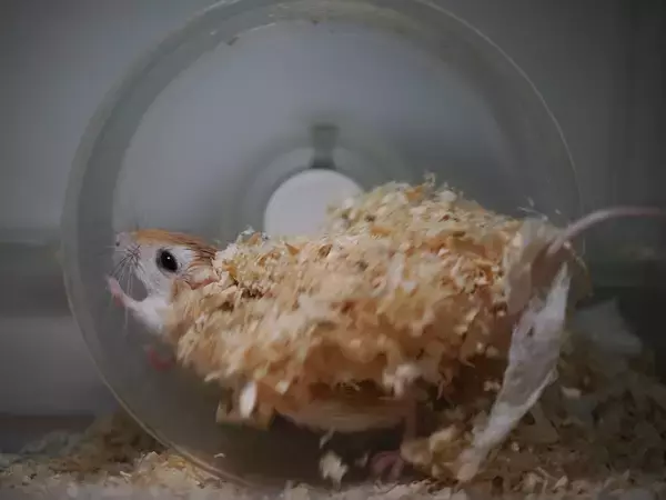 「チャーハン炒めてる？床材満載の回し車で全力疾走するネズミくんが話題」の画像