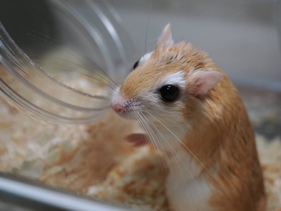 チャーハン炒めてる？床材満載の回し車で全力疾走するネズミくんが話題