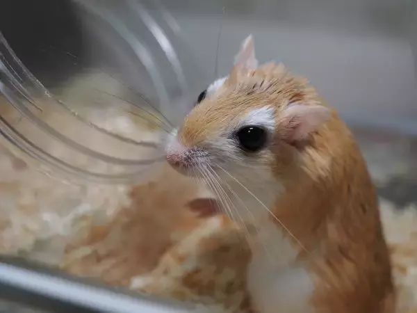 「チャーハン炒めてる？床材満載の回し車で全力疾走するネズミくんが話題」の画像