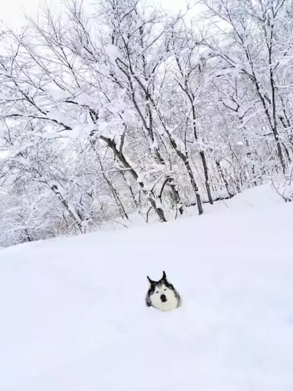 寒くないの……？首まですっぽり雪の中、のんびりくつろぐハスキー