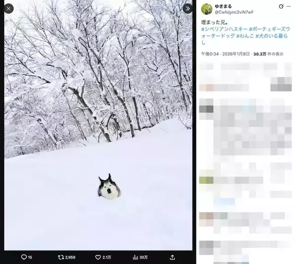 「寒くないの……？首まですっぽり雪の中、のんびりくつろぐハスキー」の画像