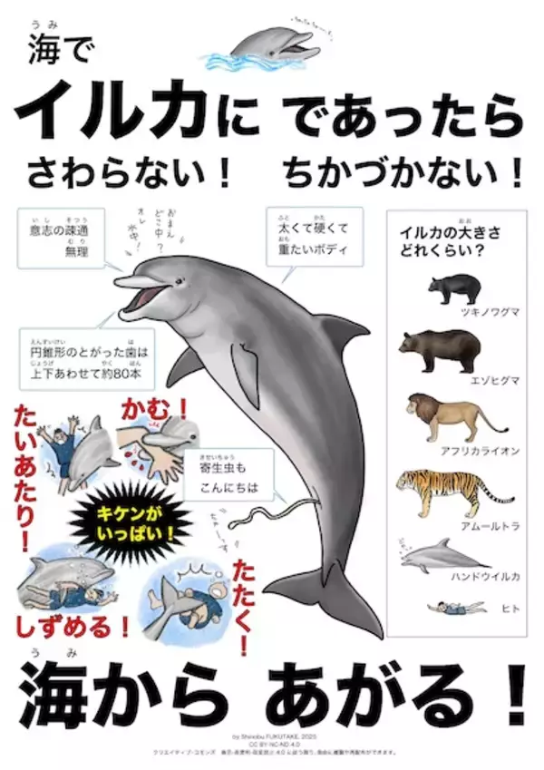 「「イルカ＝友好的」は間違い！元水族館職員の絵本作家が伝えたい“危険性”」の画像