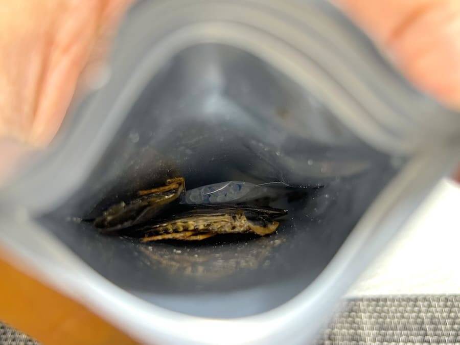 覚悟して食べた昆虫食　セミ・ゴキブリ・カブトムシの中で一番おいしかったのは？