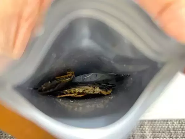 「覚悟して食べた昆虫食　セミ・ゴキブリ・カブトムシの中で一番おいしかったのは？」の画像