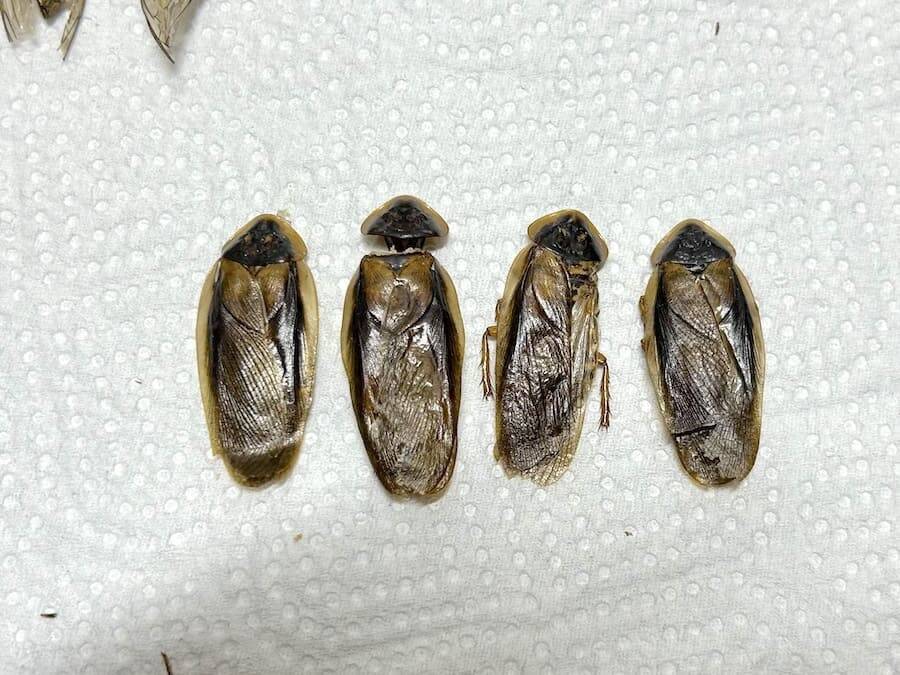 覚悟して食べた昆虫食　セミ・ゴキブリ・カブトムシの中で一番おいしかったのは？