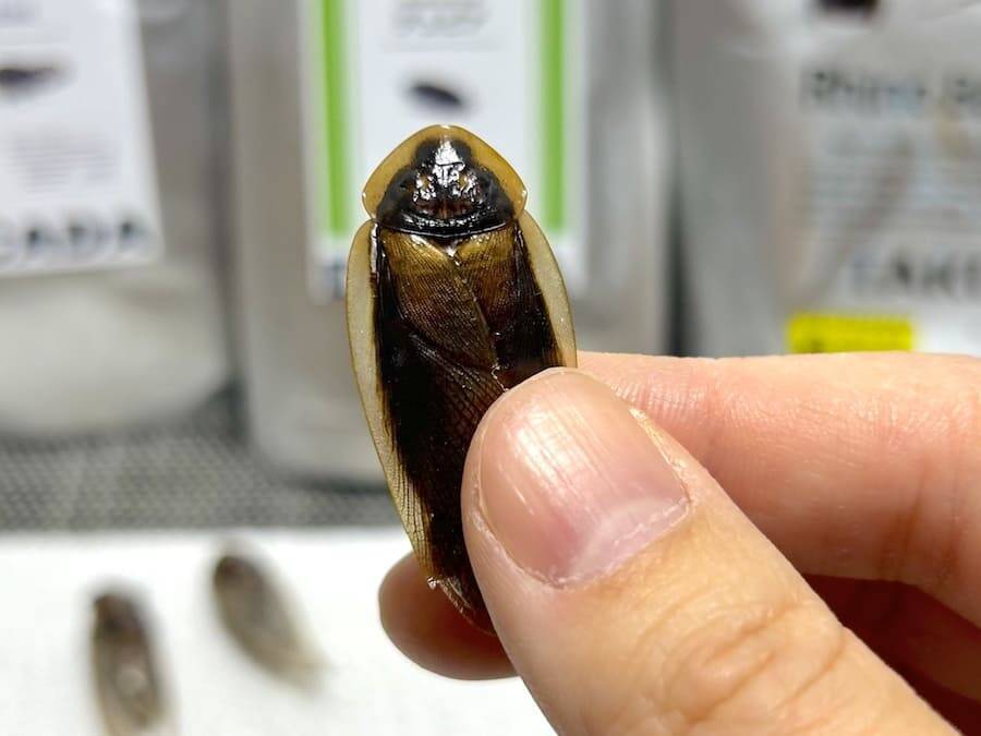 覚悟して食べた昆虫食　セミ・ゴキブリ・カブトムシの中で一番おいしかったのは？