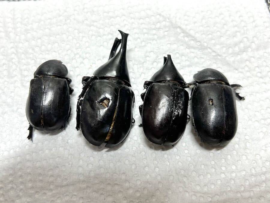 覚悟して食べた昆虫食　セミ・ゴキブリ・カブトムシの中で一番おいしかったのは？