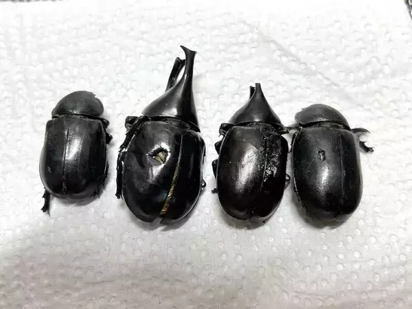 「覚悟して食べた昆虫食　セミ・ゴキブリ・カブトムシの中で一番おいしかったのは？」の画像