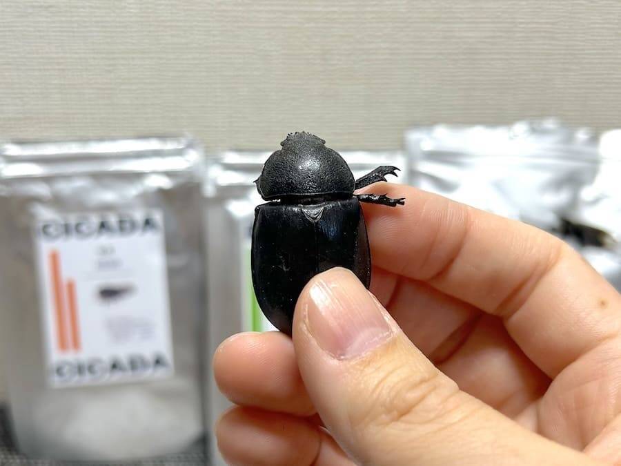 覚悟して食べた昆虫食　セミ・ゴキブリ・カブトムシの中で一番おいしかったのは？