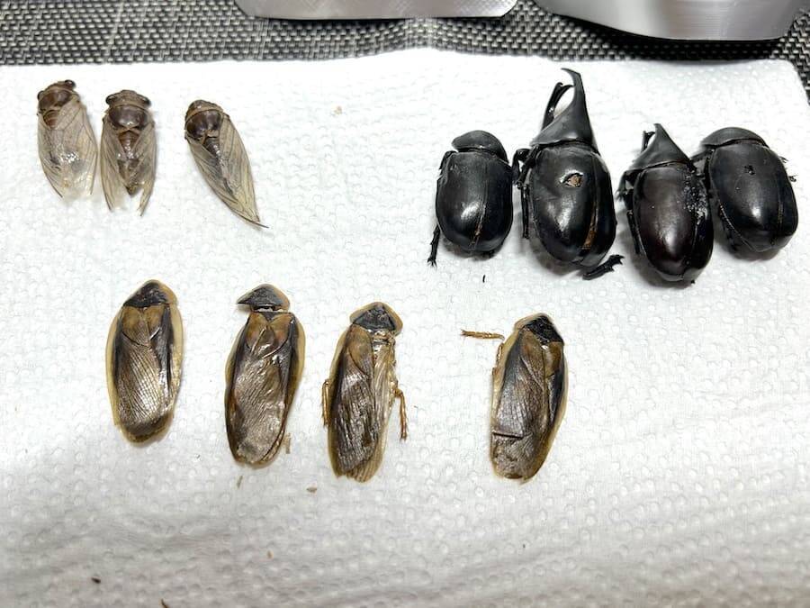 覚悟して食べた昆虫食　セミ・ゴキブリ・カブトムシの中で一番おいしかったのは？