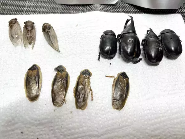 「覚悟して食べた昆虫食　セミ・ゴキブリ・カブトムシの中で一番おいしかったのは？」の画像