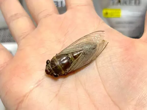 「覚悟して食べた昆虫食　セミ・ゴキブリ・カブトムシの中で一番おいしかったのは？」の画像