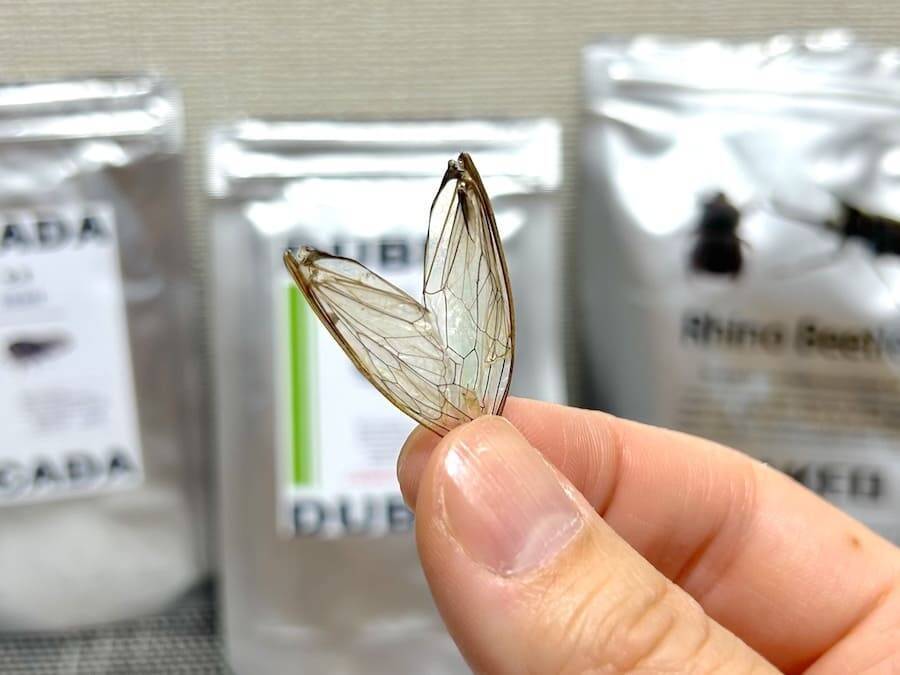 覚悟して食べた昆虫食　セミ・ゴキブリ・カブトムシの中で一番おいしかったのは？