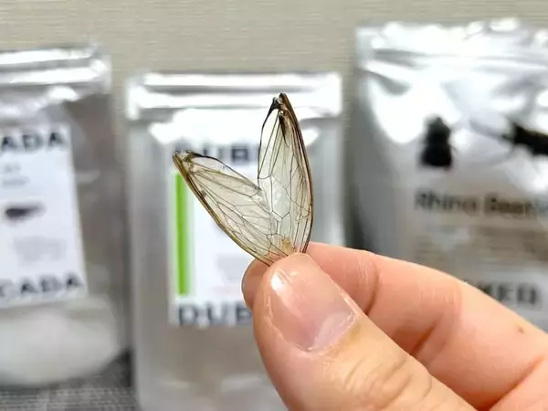 「覚悟して食べた昆虫食　セミ・ゴキブリ・カブトムシの中で一番おいしかったのは？」の画像