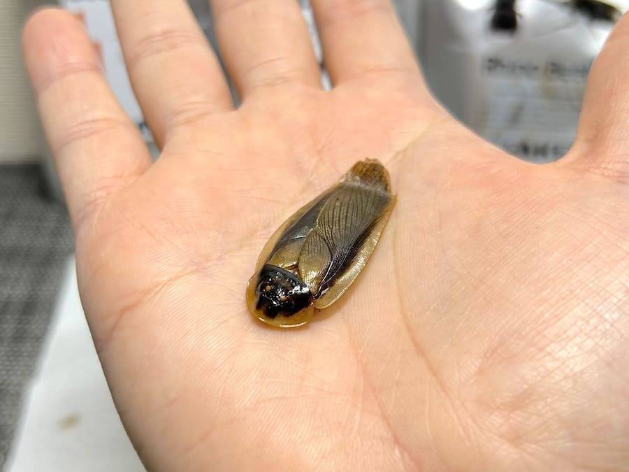 覚悟して食べた昆虫食　セミ・ゴキブリ・カブトムシの中で一番おいしかったのは？