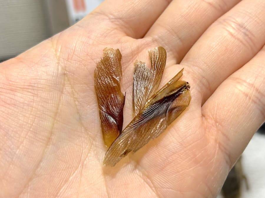 覚悟して食べた昆虫食　セミ・ゴキブリ・カブトムシの中で一番おいしかったのは？