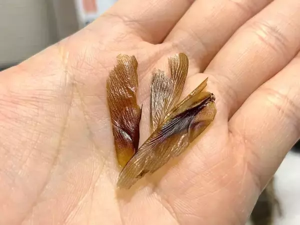 「覚悟して食べた昆虫食　セミ・ゴキブリ・カブトムシの中で一番おいしかったのは？」の画像