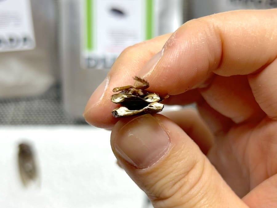 覚悟して食べた昆虫食　セミ・ゴキブリ・カブトムシの中で一番おいしかったのは？