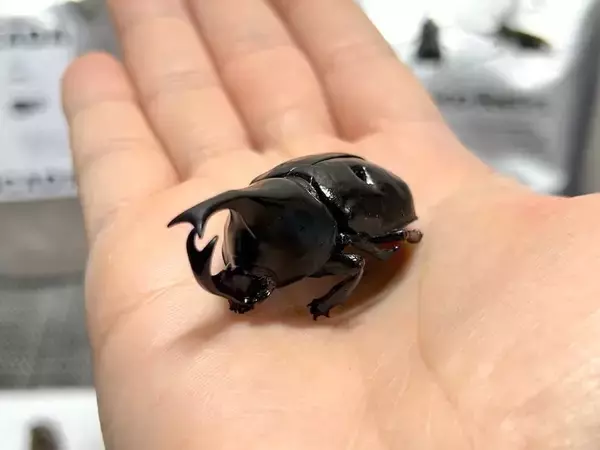 「覚悟して食べた昆虫食　セミ・ゴキブリ・カブトムシの中で一番おいしかったのは？」の画像