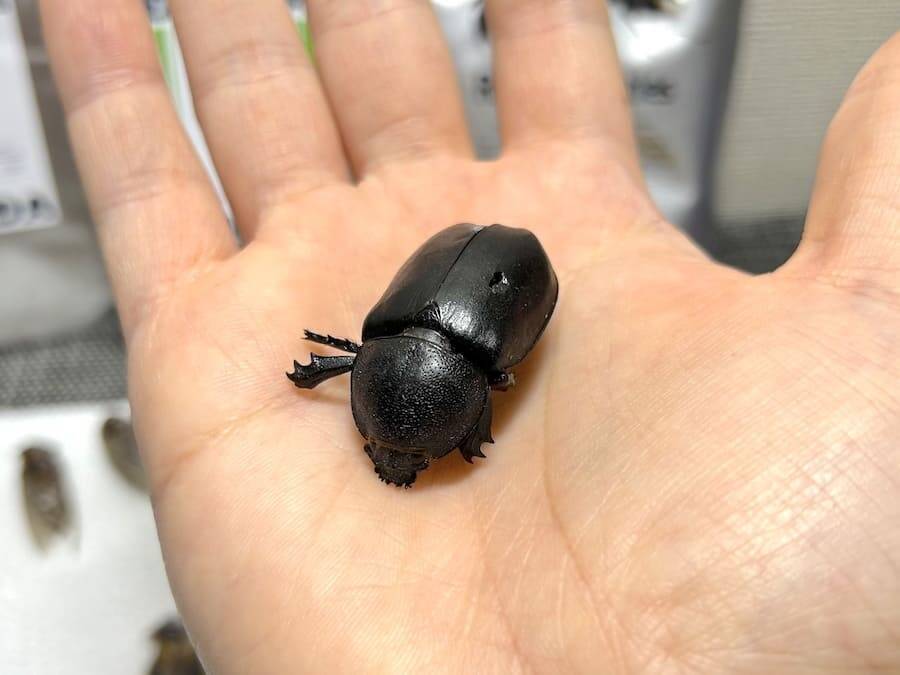 覚悟して食べた昆虫食　セミ・ゴキブリ・カブトムシの中で一番おいしかったのは？