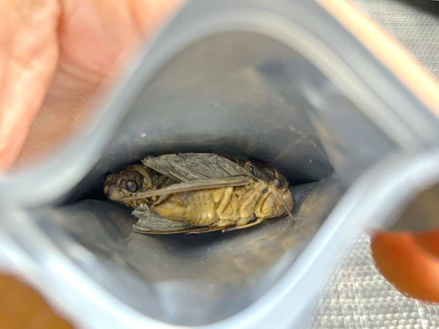 覚悟して食べた昆虫食　セミ・ゴキブリ・カブトムシの中で一番おいしかったのは？