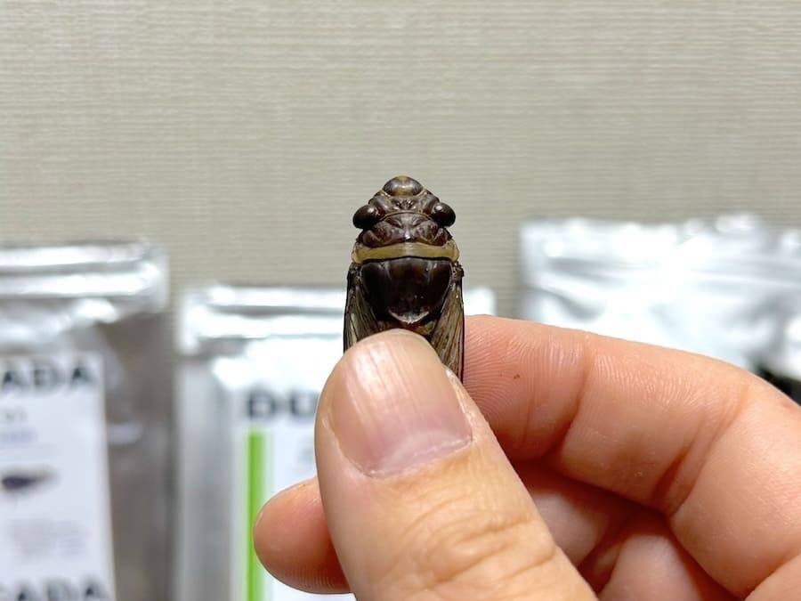 覚悟して食べた昆虫食　セミ・ゴキブリ・カブトムシの中で一番おいしかったのは？