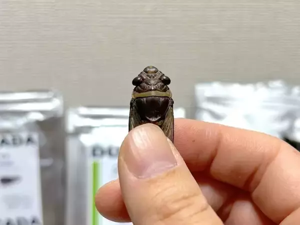 「覚悟して食べた昆虫食　セミ・ゴキブリ・カブトムシの中で一番おいしかったのは？」の画像