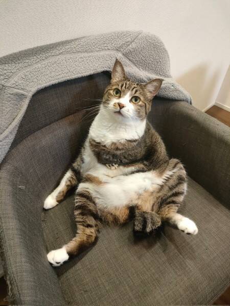 姉から送られてきた「愛猫の謎宗教画」が神々しすぎる　新たな神の誕生に「入信します」の声続出