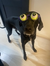 パーティー用メガネがジャストフィット おちゃめなワンちゃんに「二度見しちゃった」