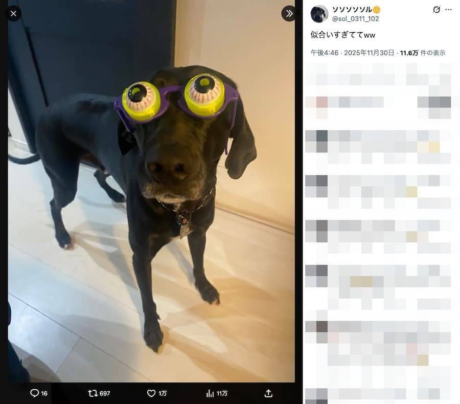 パーティー用メガネがジャストフィット おちゃめなワンちゃんに「二度見しちゃった」